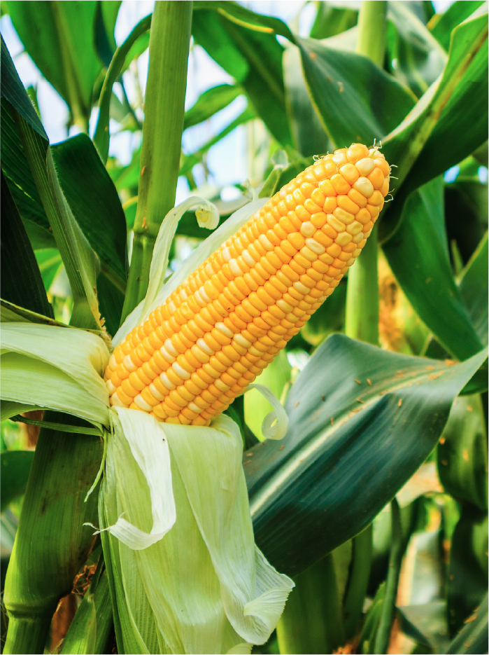 Imagem ilustrativa de uma plantação de milho